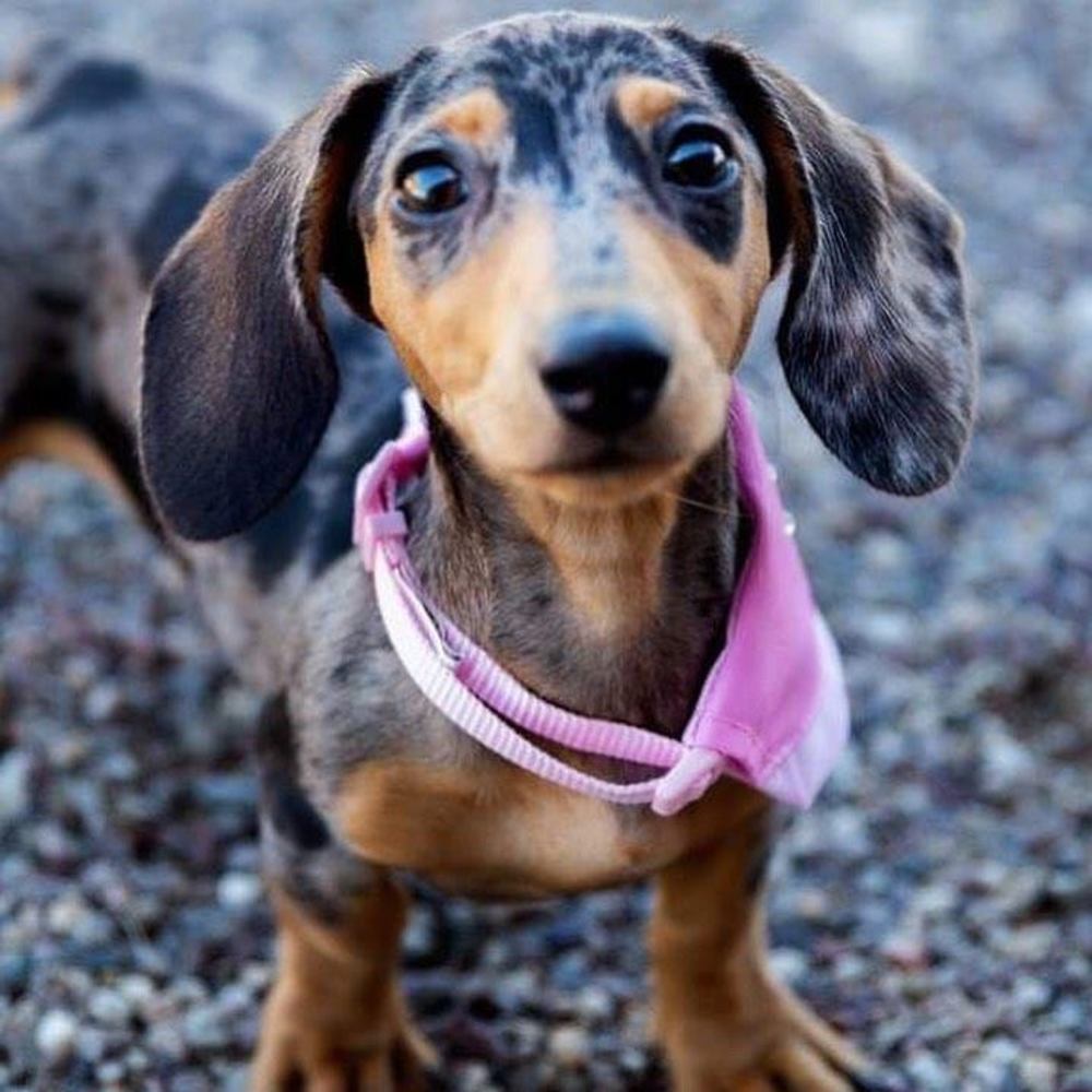 Meet your Posher, Sapphire